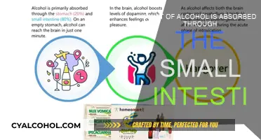 Alcohol Absorption: Small Intestine's Role Explored
