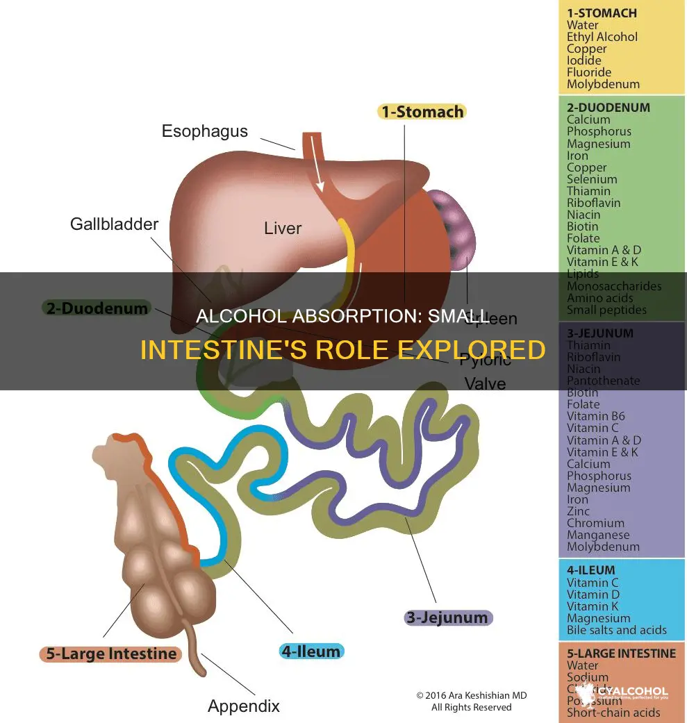 what of alcohol is absorbed through the small intestine