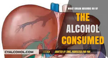 The Liver: Primary Organ Absorbing 80% of Consumed Alcohol