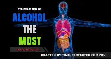 Which Organ Absorbs Alcohol the Most? Surprising Facts Revealed