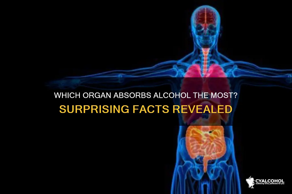 what organ absorbs alcohol the most