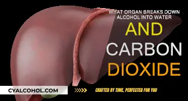 Liver's Role: Alcohol's Transformation to Water and Carbon Dioxide