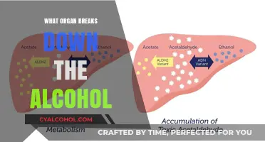How the Liver Processes and Breaks Down Alcohol in Your Body