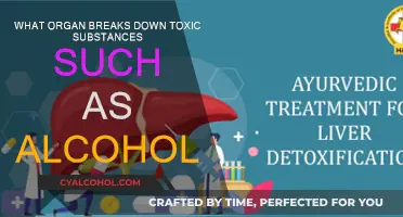 The Liver: Alcohol's Arch-Nemesis
