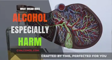 Alcohol's Devastating Impact: The Organ Most Vulnerable to Damage