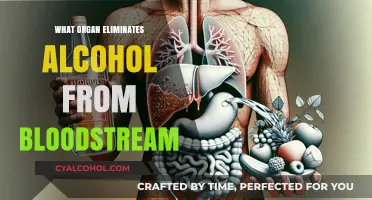 How the Liver Filters and Eliminates Alcohol from Your Bloodstream