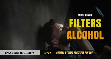 How the Liver Filters Alcohol: Understanding Its Vital Role