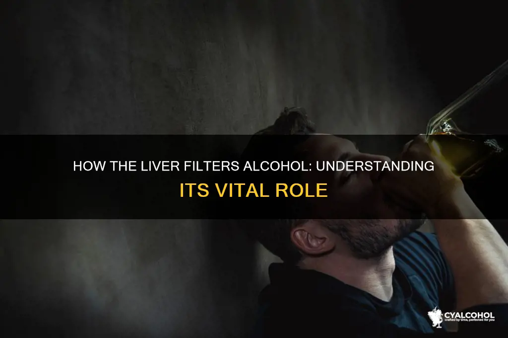 what organ filters alcohol