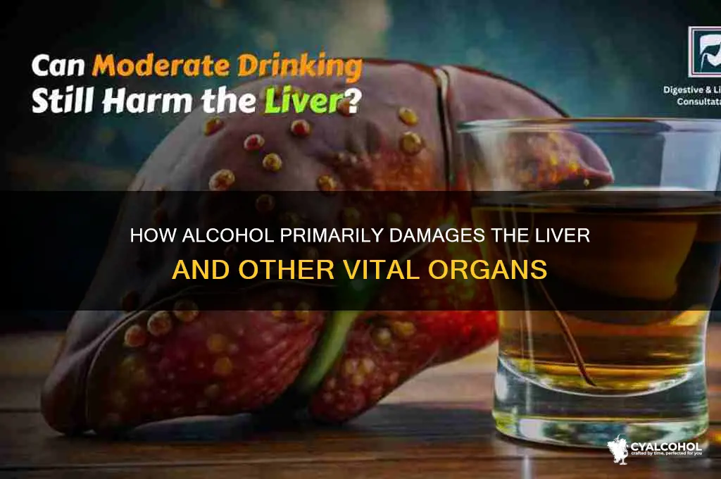 what organ foes alcohol usual hurt