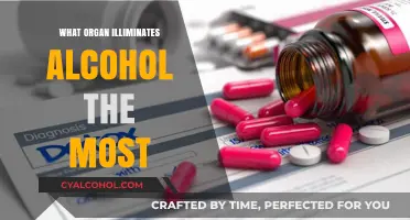 The Liver: Primary Organ Detoxifying and Eliminating Alcohol in Body