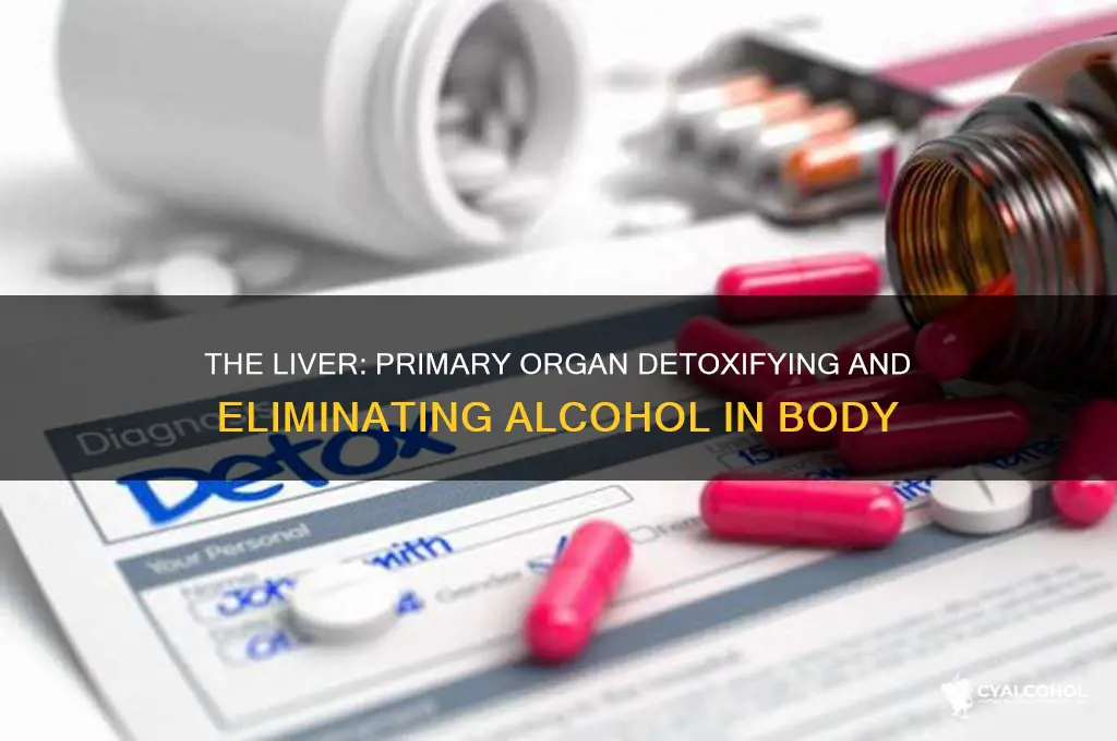 what organ illiminates alcohol the most