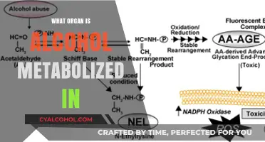 Where Does Alcohol Break Down? The Liver's Role in Metabolism