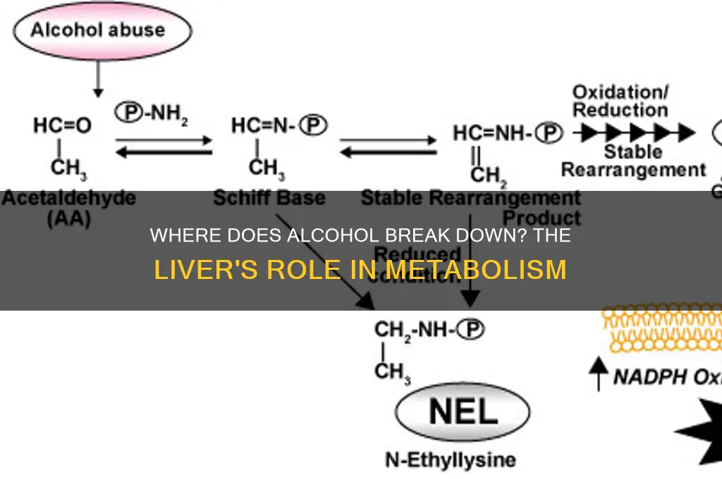 what organ is alcohol metabolized in