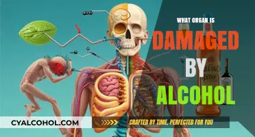Alcohol's Harmful Effects: Which Vital Organs Are Damaged by Drinking?