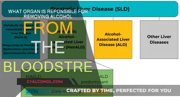 Liver's Role: Filtering Alcohol from Bloodstream