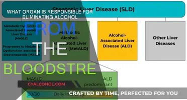 The Liver's Role in Alcohol Detoxification
