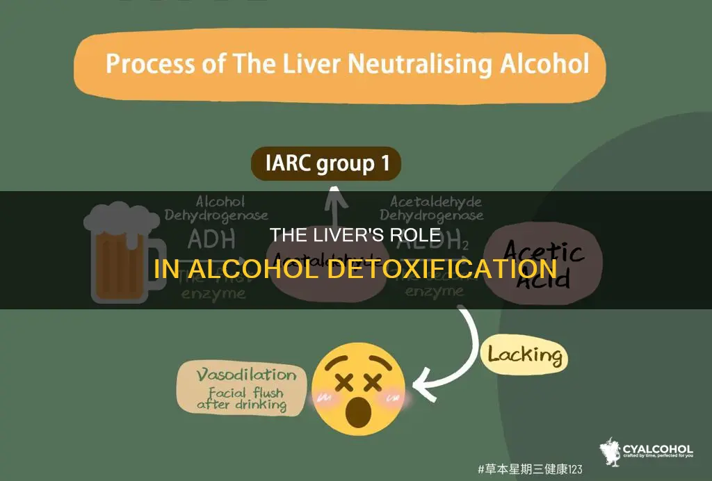 what organ is responsible for eliminating alcohol from the bloodstream
