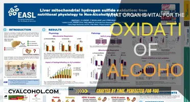 Liver's Role in Alcohol Oxidation: A Vital Process