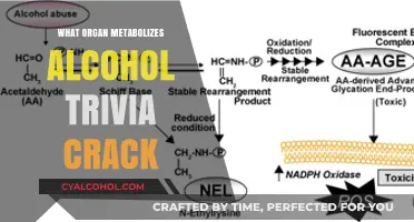 Which Organ Breaks Down Alcohol? Trivia Crack Explained