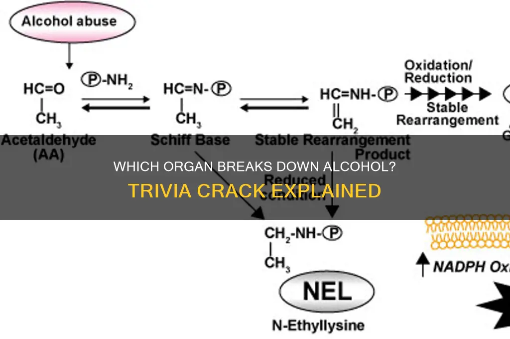 what organ metabolizes alcohol trivia crack