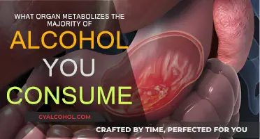 How Your Liver Processes Alcohol You Drink