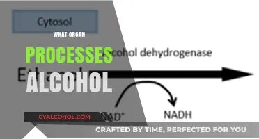How the Liver Processes Alcohol: Understanding Detoxification and Metabolism