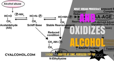 How the Liver Processes and Oxidizes Alcohol in Your Body