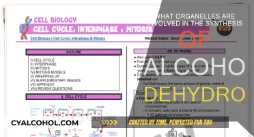 The Complex Role of Organelles in Alcohol Dehydrogenase Synthesis
