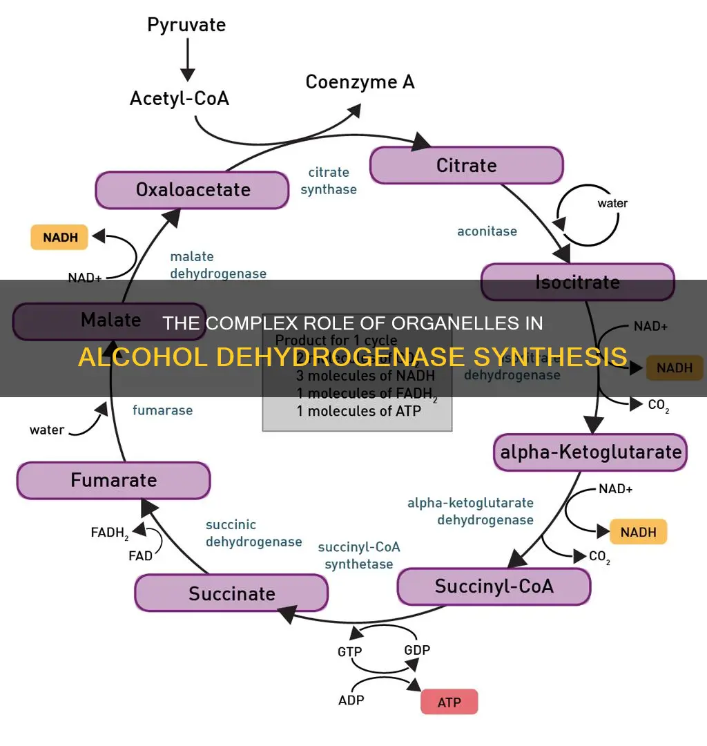 what organelles are involved in the synthesis of alcohol dehydrogenase