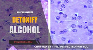 How Liver Cells' Organelles Detoxify Alcohol: A Microscopic Breakdown