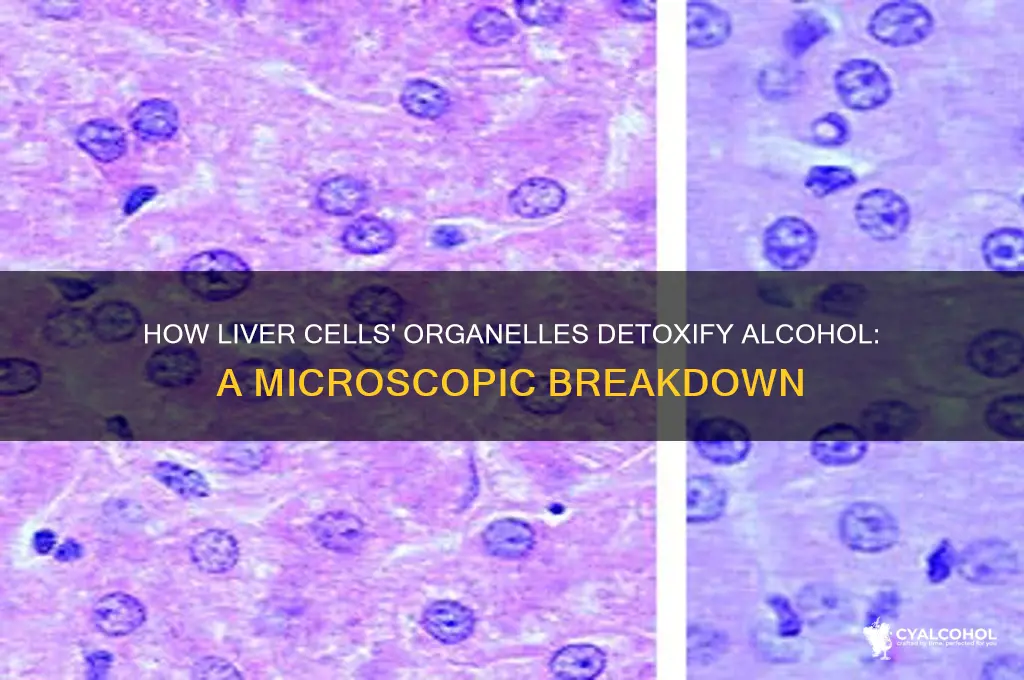 what organelles detoxify alcohol