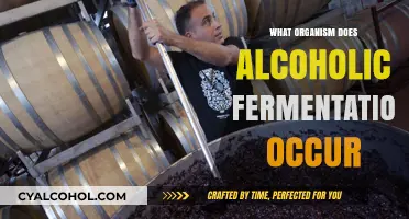 Unveiling the Organism Behind Alcoholic Fermentation: A Microbial Journey