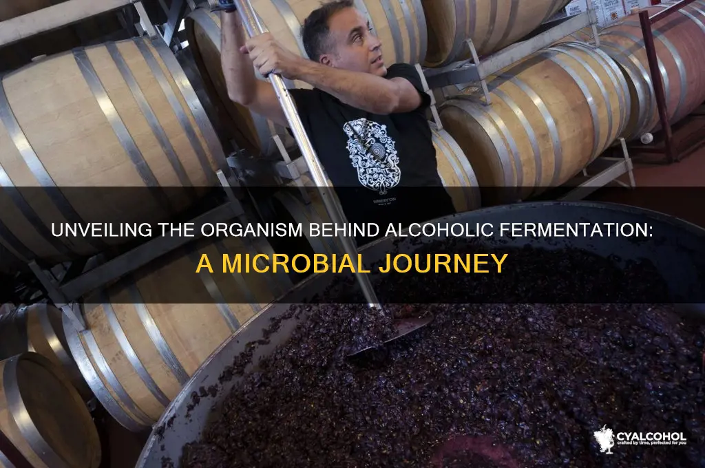 what organism does alcoholic fermentation occur