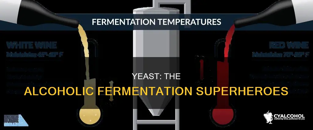 what organism usually carries out the process of alcoholic fermentation
