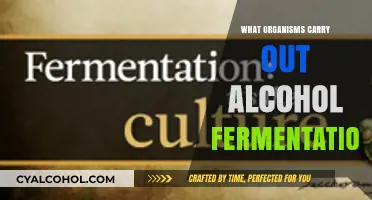 Organisms Behind Alcohol Fermentation: Unveiling the Microbial Process