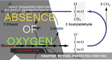 Yeast's Role in Alcoholic Fermentation Explained