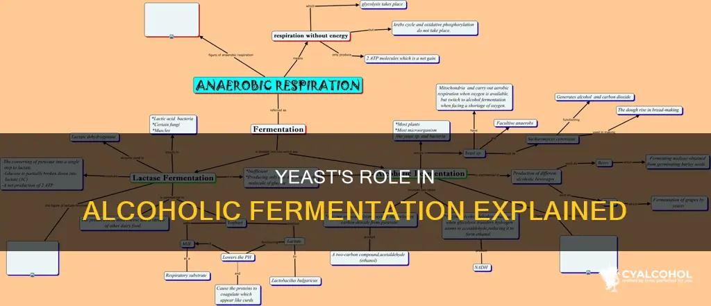 what organisms perform alcoholic fermentation in the absence of oxygen