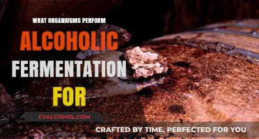 Organisms Behind Alcoholic Fermentation: Unveiling the Microbial Process