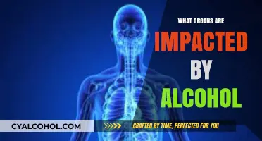 How Alcohol Affects Vital Organs: Liver, Brain, Heart, and More