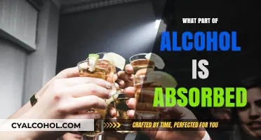 How Alcohol Absorption Works: Understanding the Process in Your Body