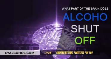 Alcohol's Effect: Brain's Shutdown Regions Explained