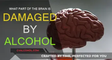 Alcohol's Impact: Brain Damage and Recovery