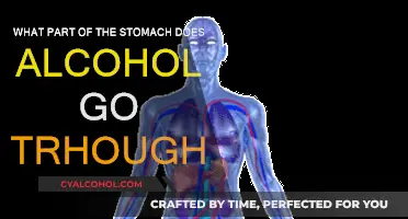 Alcohol's Journey: From Mouth to Stomach