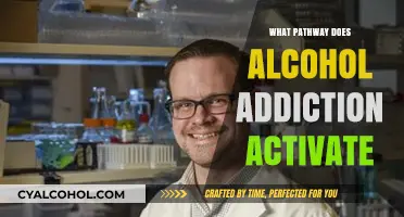 Unraveling the Brain's Pathway: How Alcohol Addiction Takes Hold