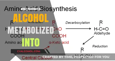 How the Body Processes Alcohol: Metabolism Pathways Explained