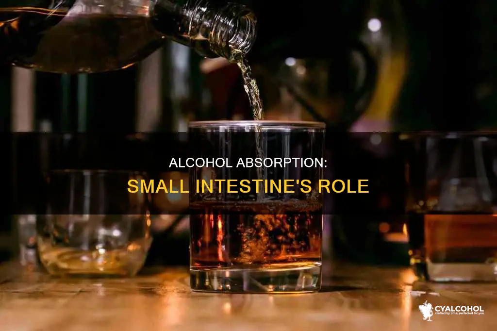 what percent of alcohol is absorbed by the small intestine