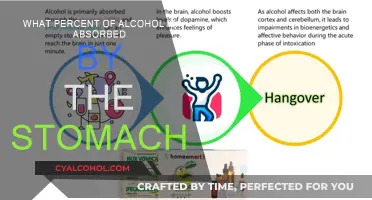 Alcohol Absorption: How Much Does Stomach Absorb?