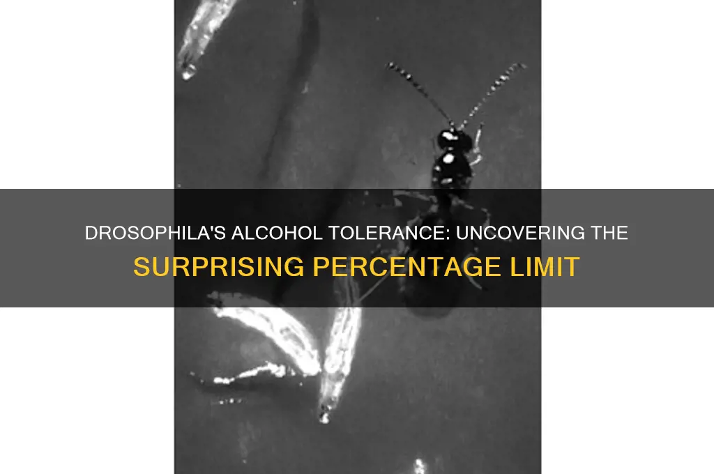 what percetn of alcohol is tolerated by drosophila