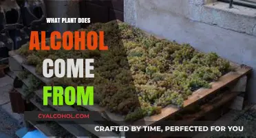 Exploring the Surprising Plant Origins of Alcoholic Beverages