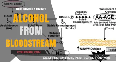 How Your Liver Primarily Removes Alcohol from Your Bloodstream